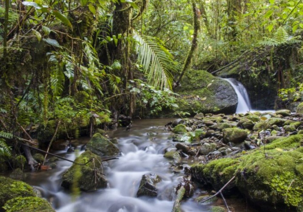 Cloud forest stream, Savegre river Valley,San Gerardo de Dota, Cordillera de Talamnanca, San Jose Province, Costa Rica